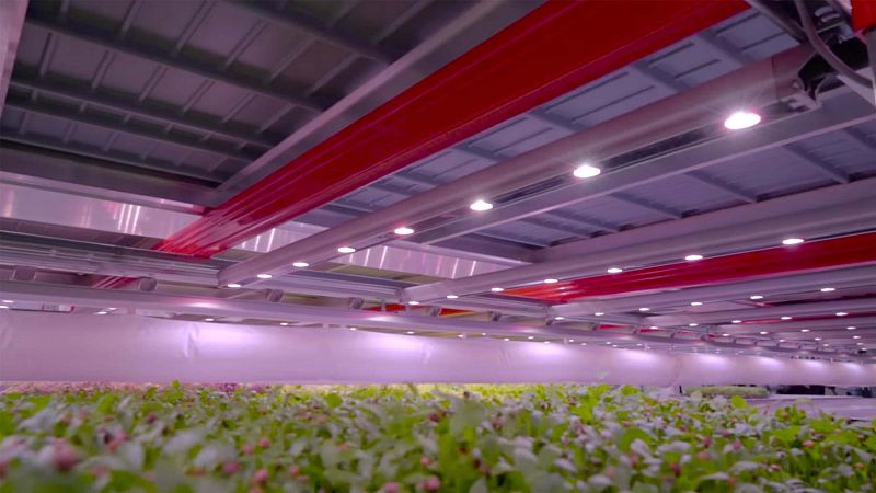 LED lighting in vertical farm