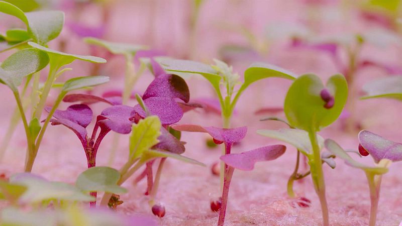 salad leaves growing at GrowUp vertical farm